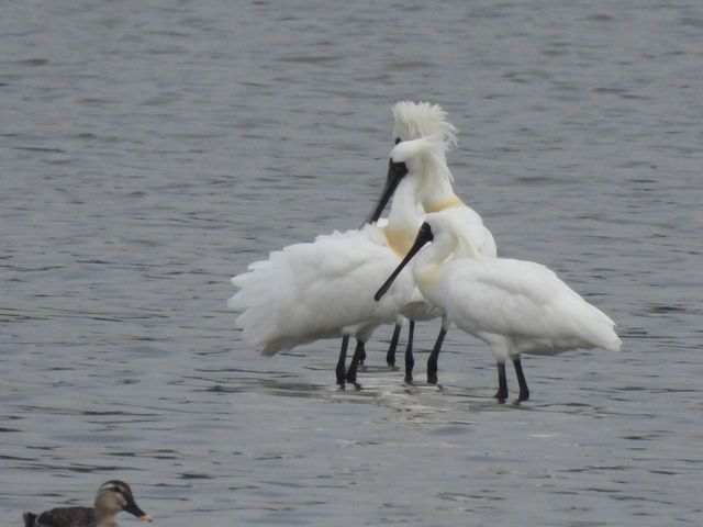 마동호 습지에서 관찰된 저어새