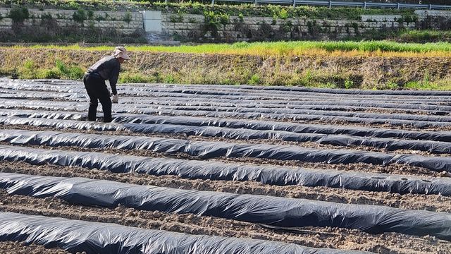 임실군의 한 밭에서 두둑에 필름을 씌우고 있는 유남규씨.