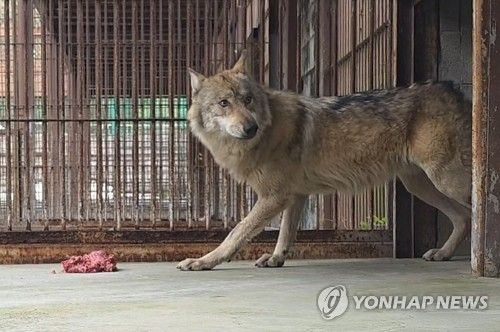 분쇄육 먹으며 두리번거리는 늑구