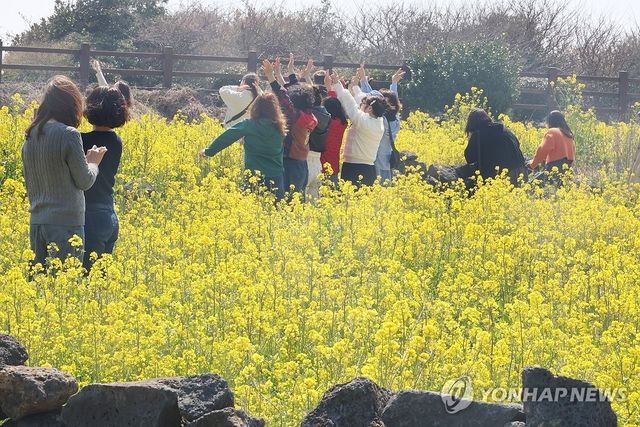 노란 물결 제주 유채꽃밭