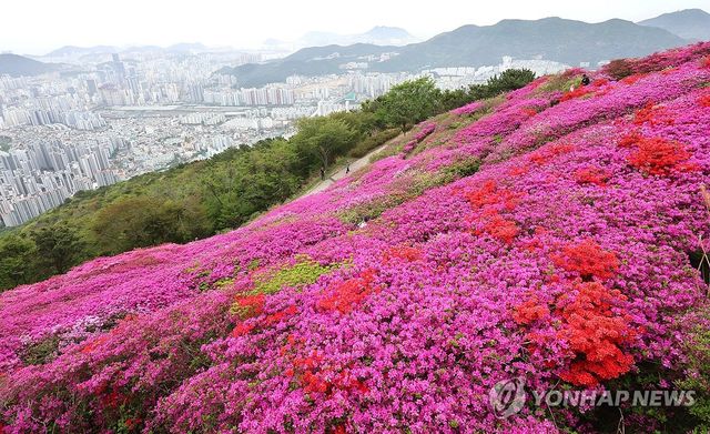 부산 백양산 철쭉 만개