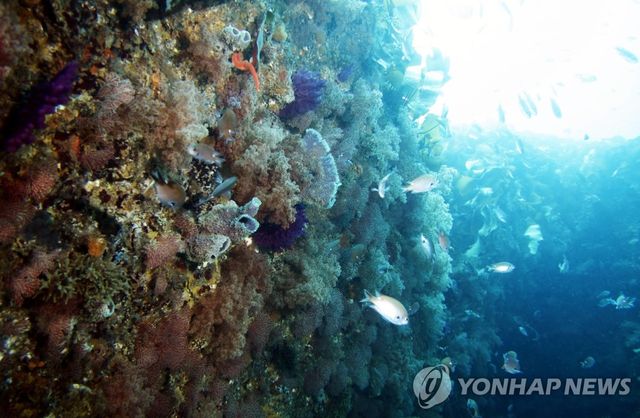 부산 남형제섬에서 발견된 해양생물들