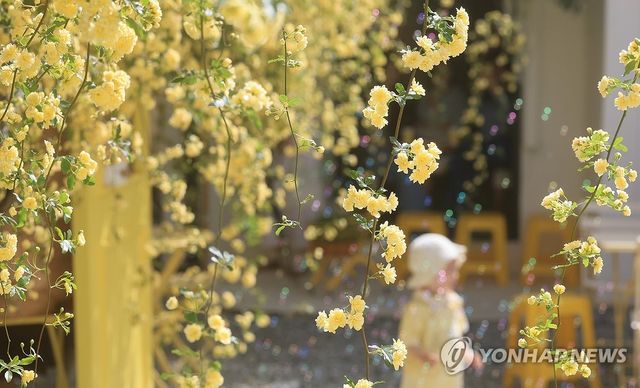 제주는 목향장미가 피는 계절