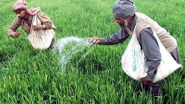 농작물에 비료 뿌리는 인도 농민