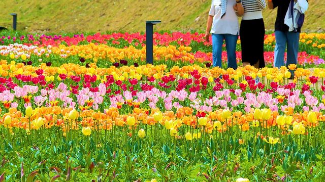 형형색색의 튤립