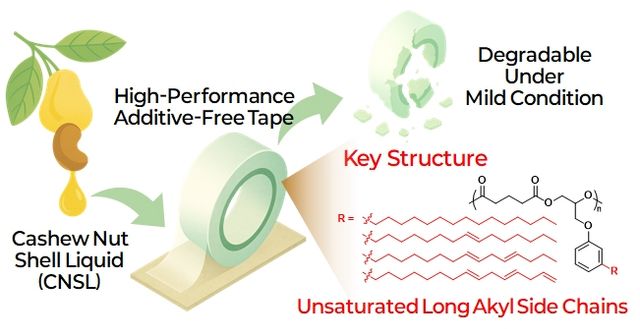 연구 결과 모식도