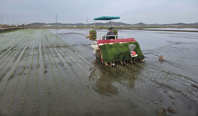 서천서 올해 첫 모내기