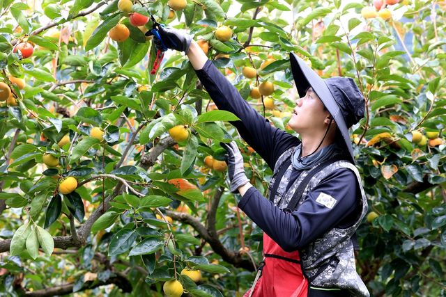 단감 수확하는 서동형씨 