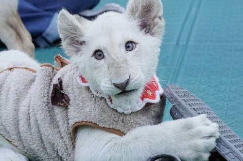 아기 백사자 '보문이'