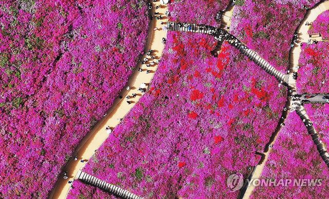 철쭉과 함께하는 봄나들이