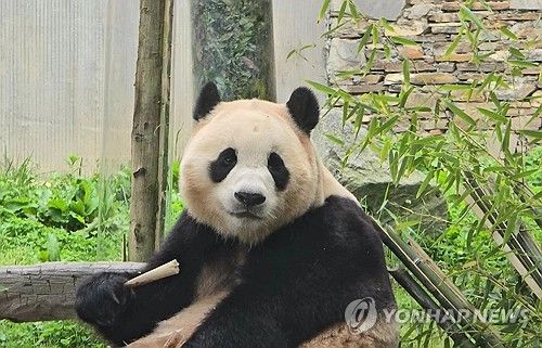 자이언트 판다 푸바오