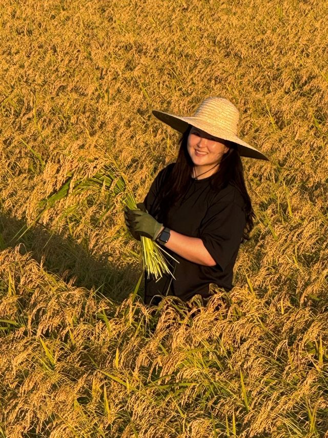 수확 전 작황을 확인하는 홍리나씨