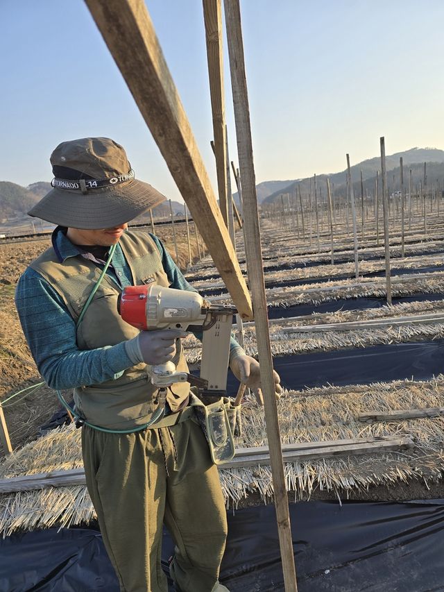 인삼밭에서 지주목 작업하는 김선명씨