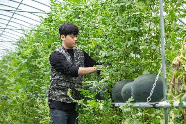 문척 특산품 수박 재배하는 서동형씨