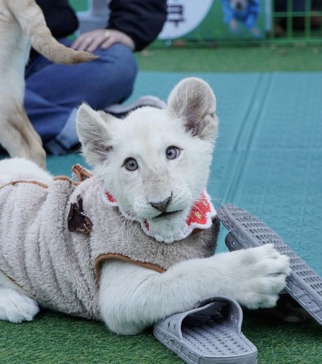 아기 백사자 '보문이'