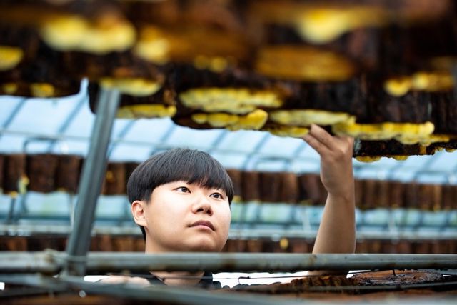 버섯 살펴보는 손동현씨