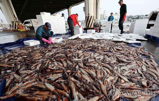 동해안 대표 어종 오징어