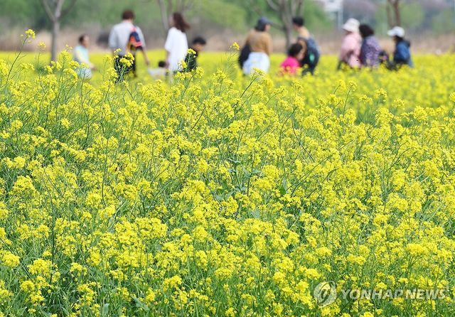 유채꽃 활짝