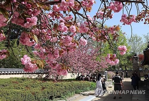 봄은 화사한 분홍빛