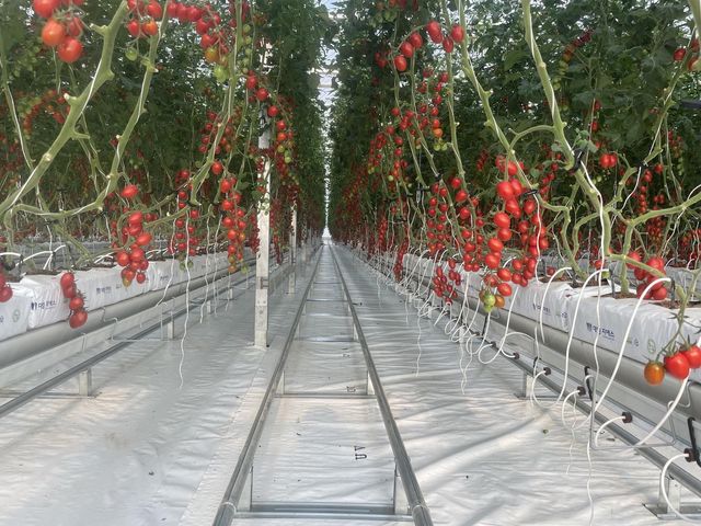 우민재씨의 방울토마토 농장 