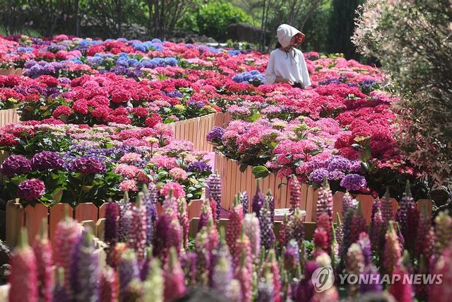 제주는 이제 수국의 계절