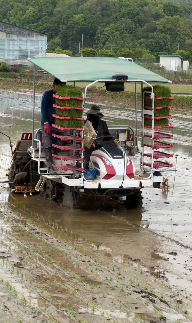 이앙기 모는 홍리나씨