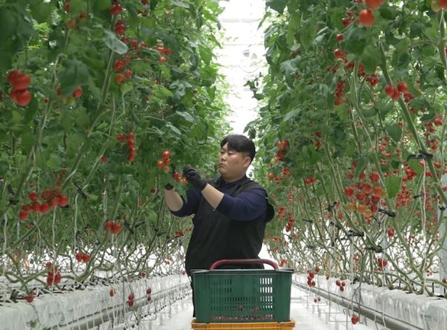 방울토마토 수확하는 우민재씨