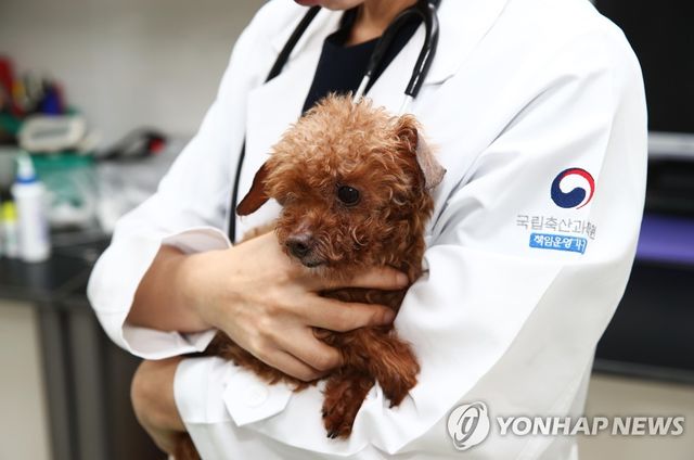 나이 든 반려견