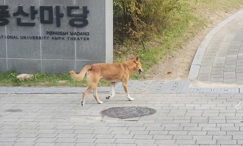 서울대 관악캠퍼스 버들골 풍산마당 인근을 활보 중인 들개