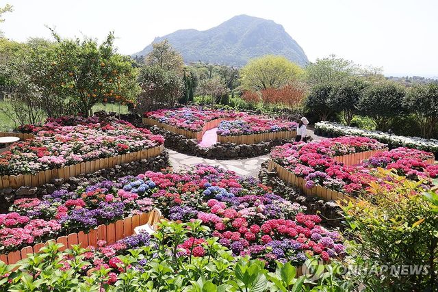 제주는 이제 수국의 계절