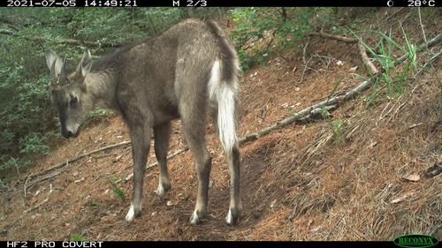 2021년 인왕산서 촬영된 산양