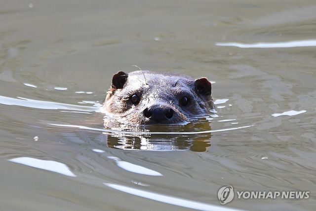 헤엄치는 수달 포착