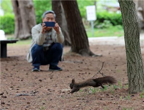 도심 속 소나무 숲을 자유롭게 뛰노는 청설모