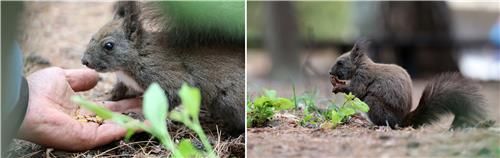 김씨가 건네는 먹이 먹는 청설모