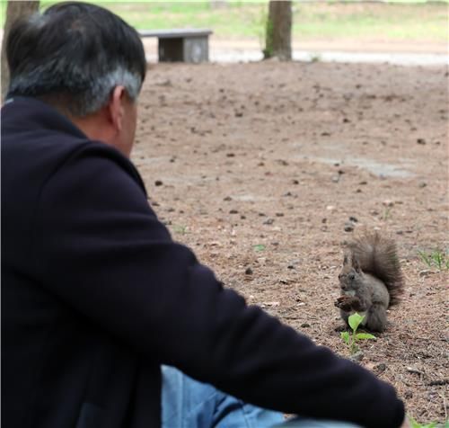 먹이로 준 가래를 먹는 청설모
