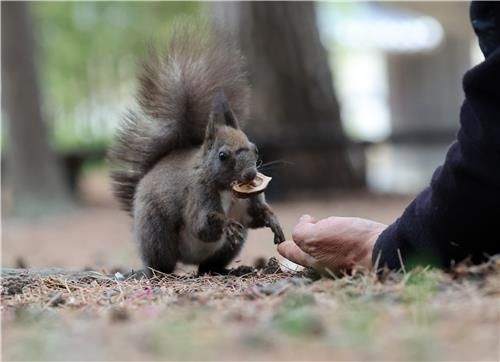 손에 든 먹이를 입에 문 청설모 