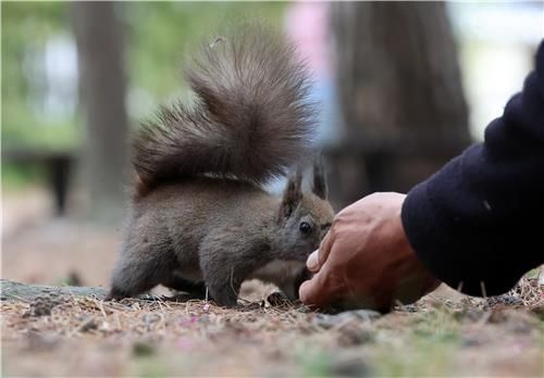 선뜻 다가오는 청설모