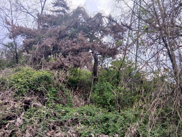 소나무재선충병에 걸린 소나무