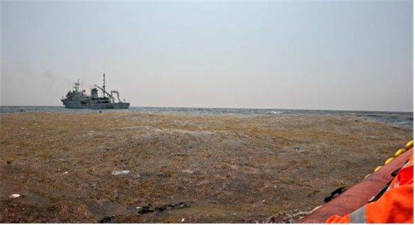 괭생이모자반 현장조사 모습