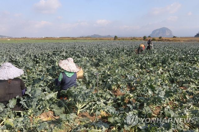 제주 월동채소 수확
