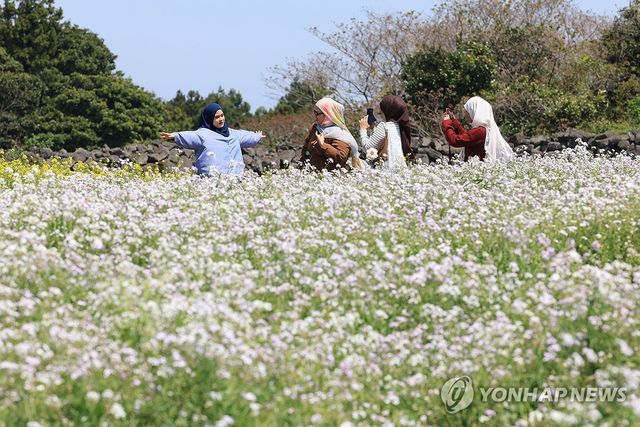 제주의 봄에 빠진 외국인 관광객들