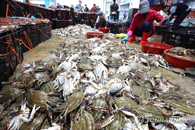 경매 기다리는 인천 봄 꽃게