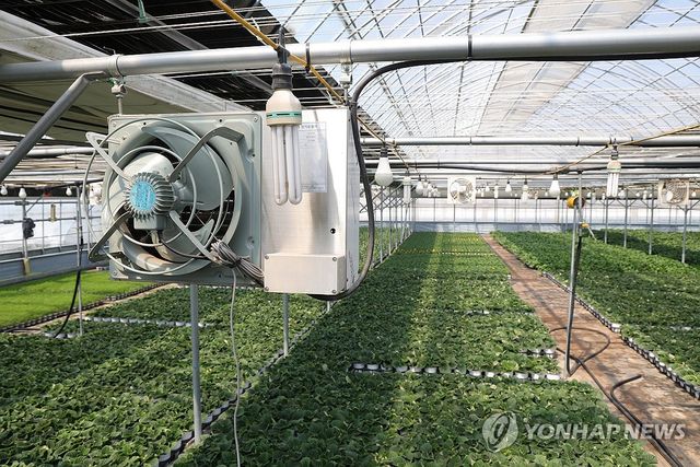 '중동 전쟁 장기화' 시름 깊어지는 화훼농가