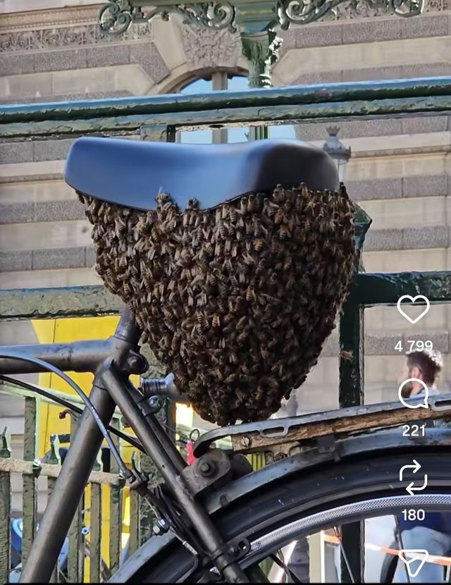 파리 한복판 자전거 안장 아래 몰려든 꿀벌