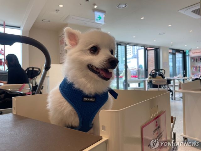 주인과 함께 반려동물 동반 카페를 찾은 반려견