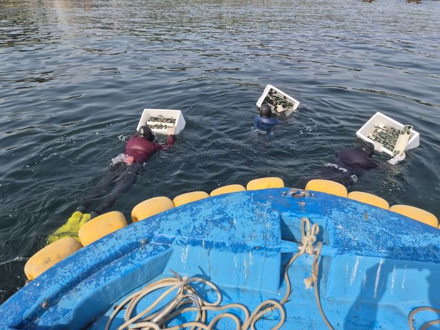 울산 북구, 마을 어장에 전복 종자 35만 마리 방류