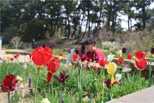 형형색색 튤립 감상하는 천리포수목원 탐방객