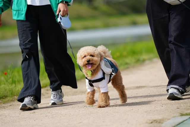반려견과 걸으며 꽃씨 뿌리기
