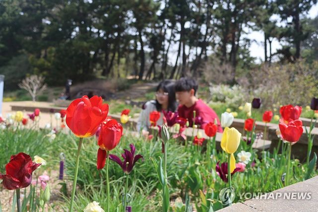 태안 천리포수목원서 봄꽃의 향연