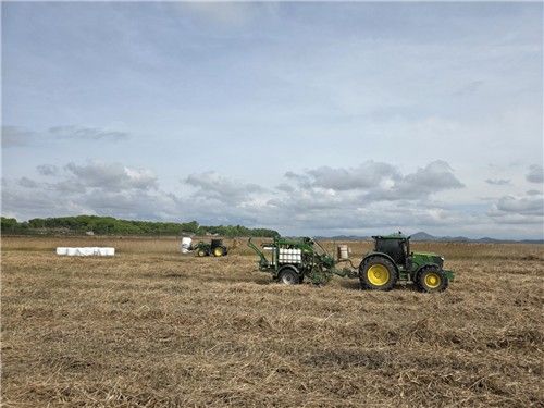 군 경계지역 야생풀 사료화 작업